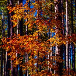 Autumn Fire
